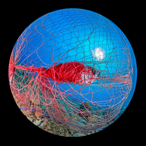 Wrapped to Death | Â© Gaetano D. Gargiulo