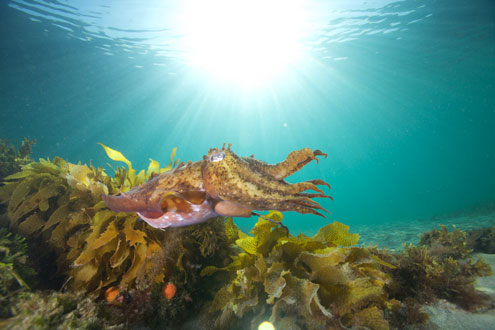 Cuttlefish Over Reef | Â© David Haintz