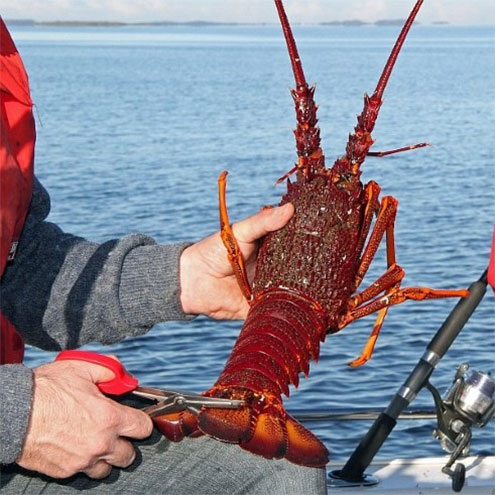 Marking rock lobster